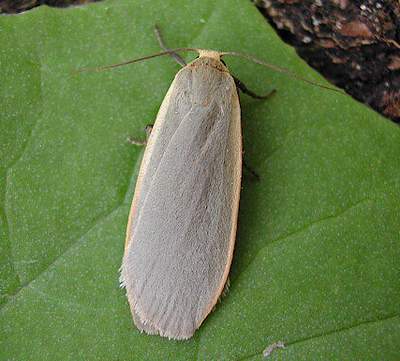 The Moths of Suffolk - 2044 Dingy Footman, Eilema grise